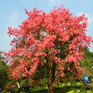 耐寒木棉花树苗木棉花苗英雄树红木棉盆栽地栽别墅庭院四季 开花