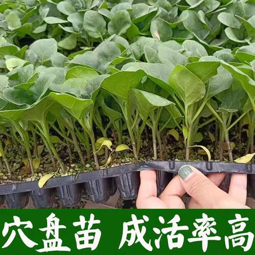 高产茄子秧苗多品种盆栽新手易活