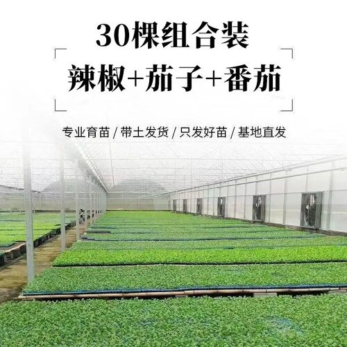 带土盆栽辣椒秧苗多品种可选