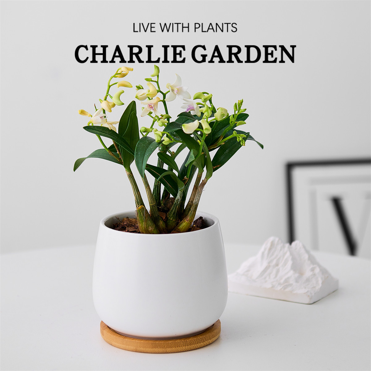 香水石斛兰室内花卉绿植办公室迷你盆栽四季开花带花苞送礼植物