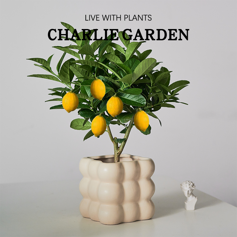 香水柠檬树庭院阳台叶子清香好养