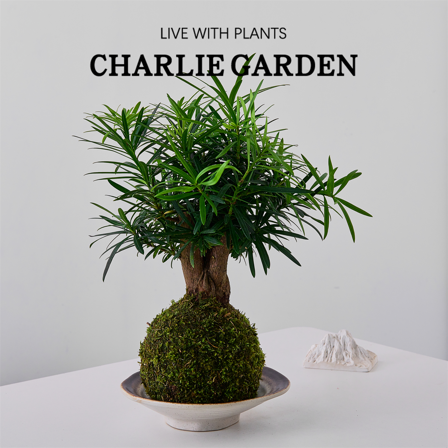 老桩罗汉松盆栽室内绿植桌面好养四季常青装饰盆景造型乔迁送礼