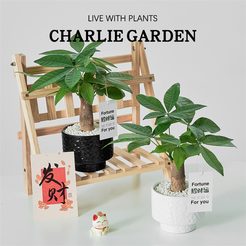 发财树室内办公室招财运四季好养