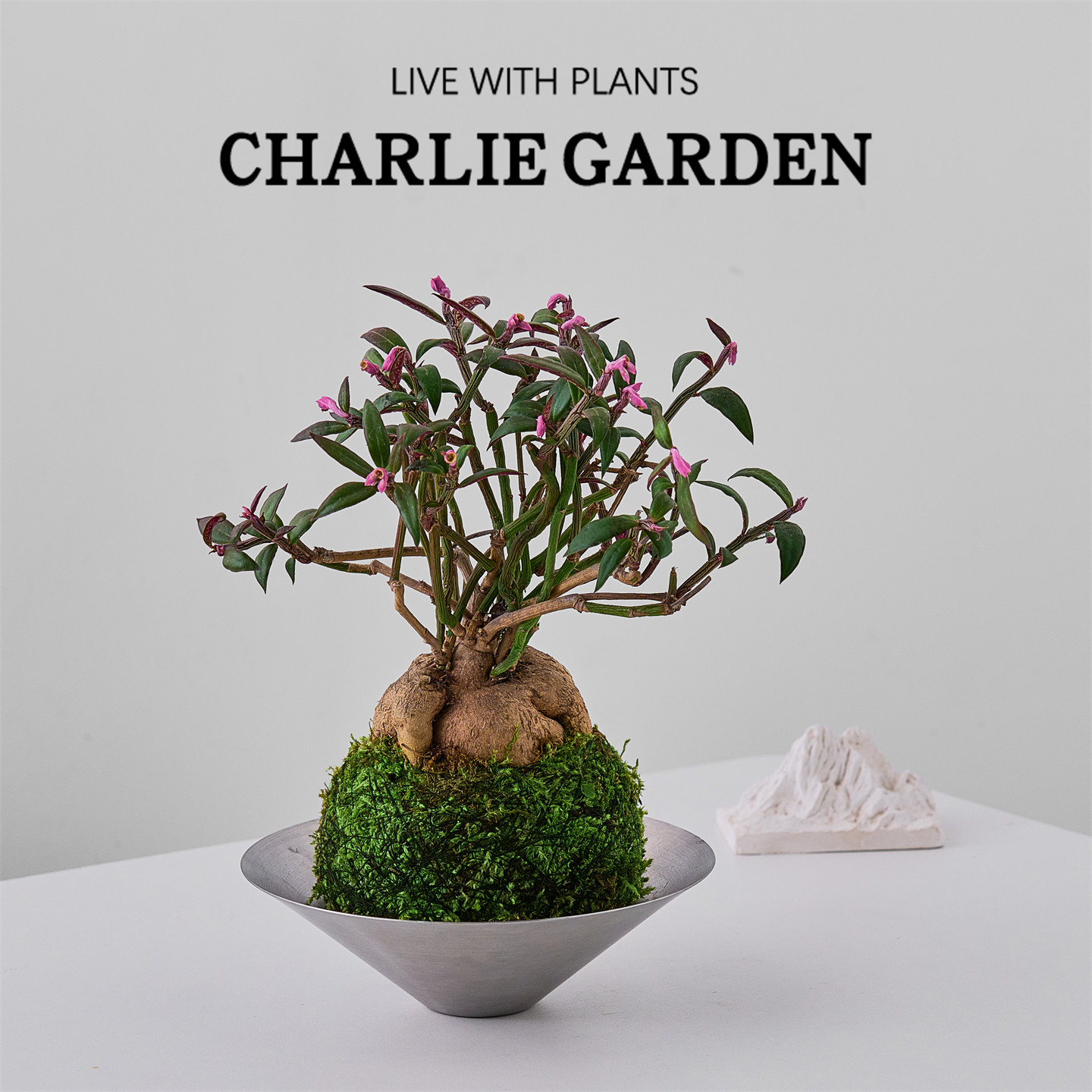 人参大戟块根多肉观根观叶观花人生大吉寓意室内盆栽好养绿植易养,鲜花速递/花卉仿真/绿植园艺,多肉植物,淘宝优惠券,粉丝福利购,淘宝优惠卷