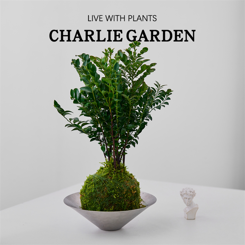 苔藓球盆栽室内桌面绿植