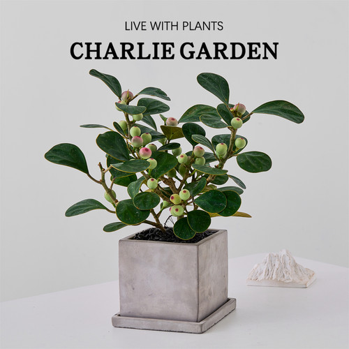 小盼菩提树盆栽带果绿植物