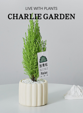 小香松北欧金冠柏圣诞树绿植礼物办公桌面绿植盆栽好养净化空气