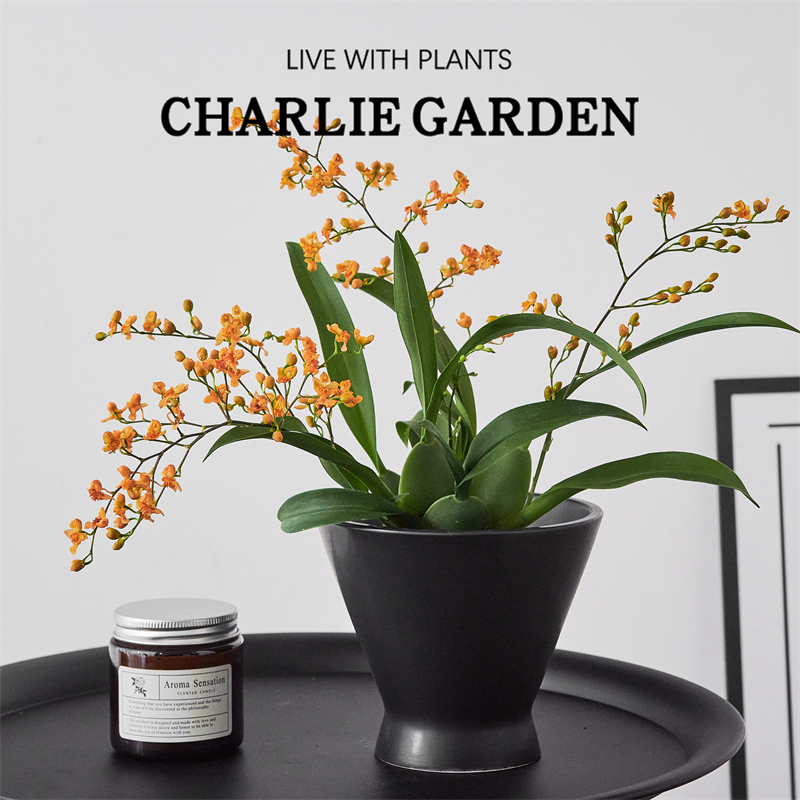 年宵花梦香兰室内耐阴绿植植物