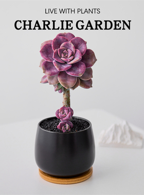 紫乐老桩多肉植物悬崖桩多头肉肉花卉室内盆栽大株阳台绿植花礼品