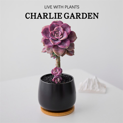 好养活紫乐老桩多肉植物室内盆栽