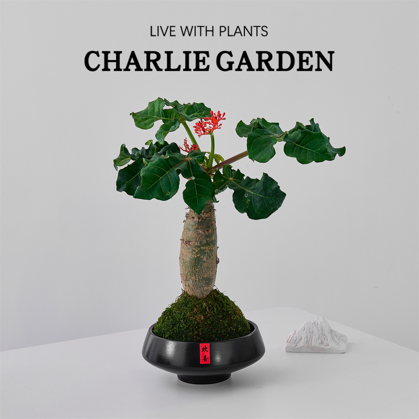 佛肚海棠招财盆栽苔藓佛肚树块根绿植室内桌面耐旱好养懒人盆景