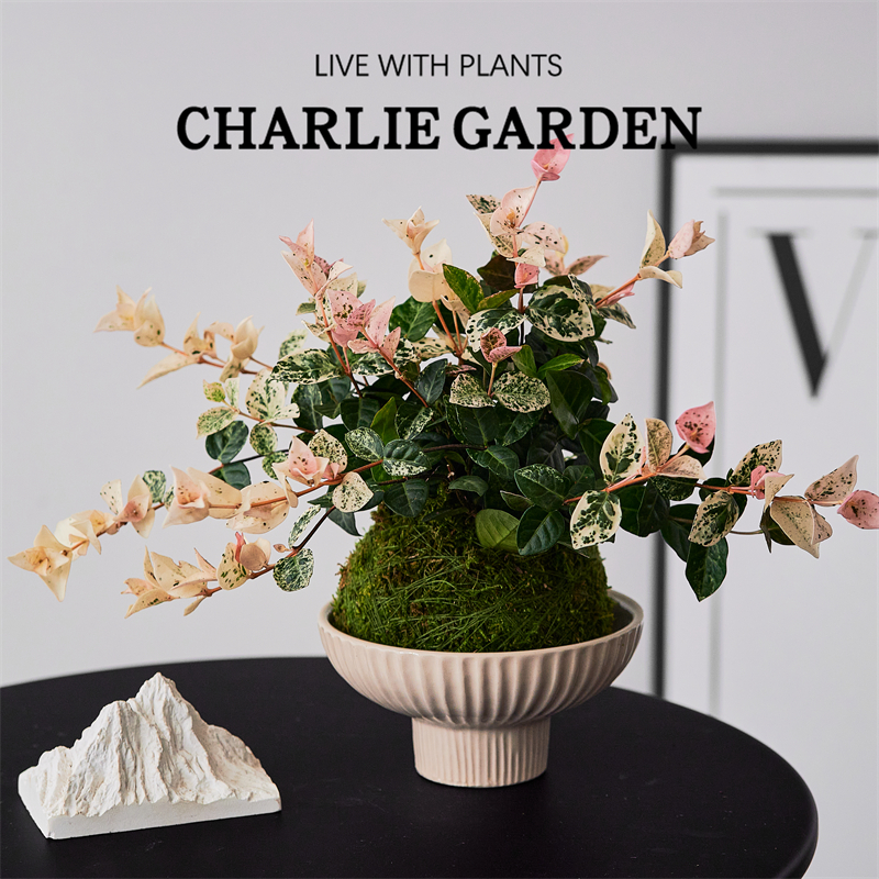 花叶络石盆栽绿植四季常绿