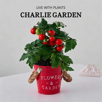 网红番茄植株室内盆栽新手易养