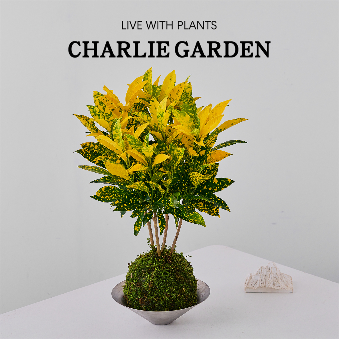 洒金榕盆栽室内绿植净化空气