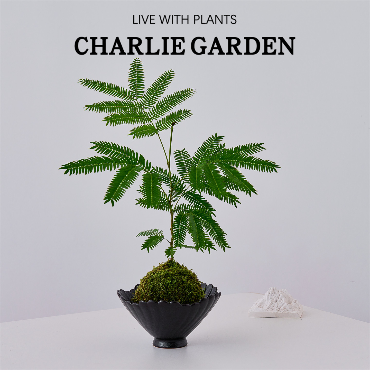 密叶猴耳环苔藓盆栽室内观叶植物桌面绿植INS风小众设计净化空气