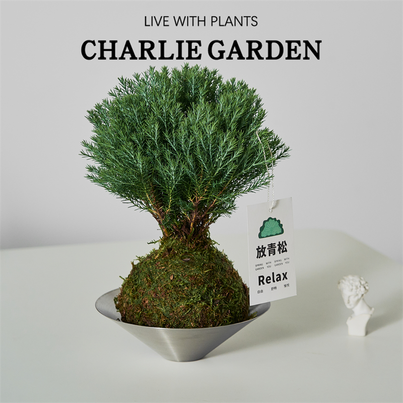 雾凇苔藓放轻松绿植创意摆件送礼
