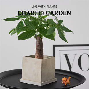 發(fā)財(cái)樹盆栽室內(nèi)桌面植物客廳好寓意綠植情緒價(jià)值開業(yè)喬遷送禮物