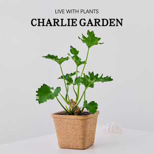 龙鳞春羽盆栽室内客厅办公室格调软装桌面水培植物好养活绿植花卉