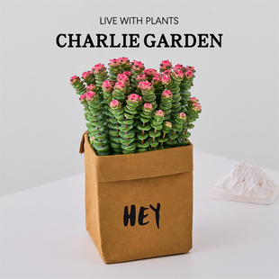 钱多多舞乙女招财钱串子多肉植物可爱办公室桌面盆栽旺财绿植好养