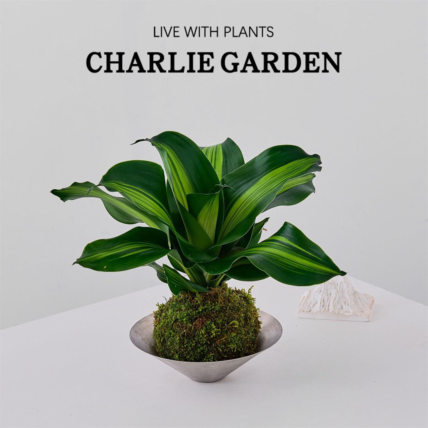 金心巴西铁苔藓盆栽净化空气办公室桌面花卉绿植创意礼物耐阴好养