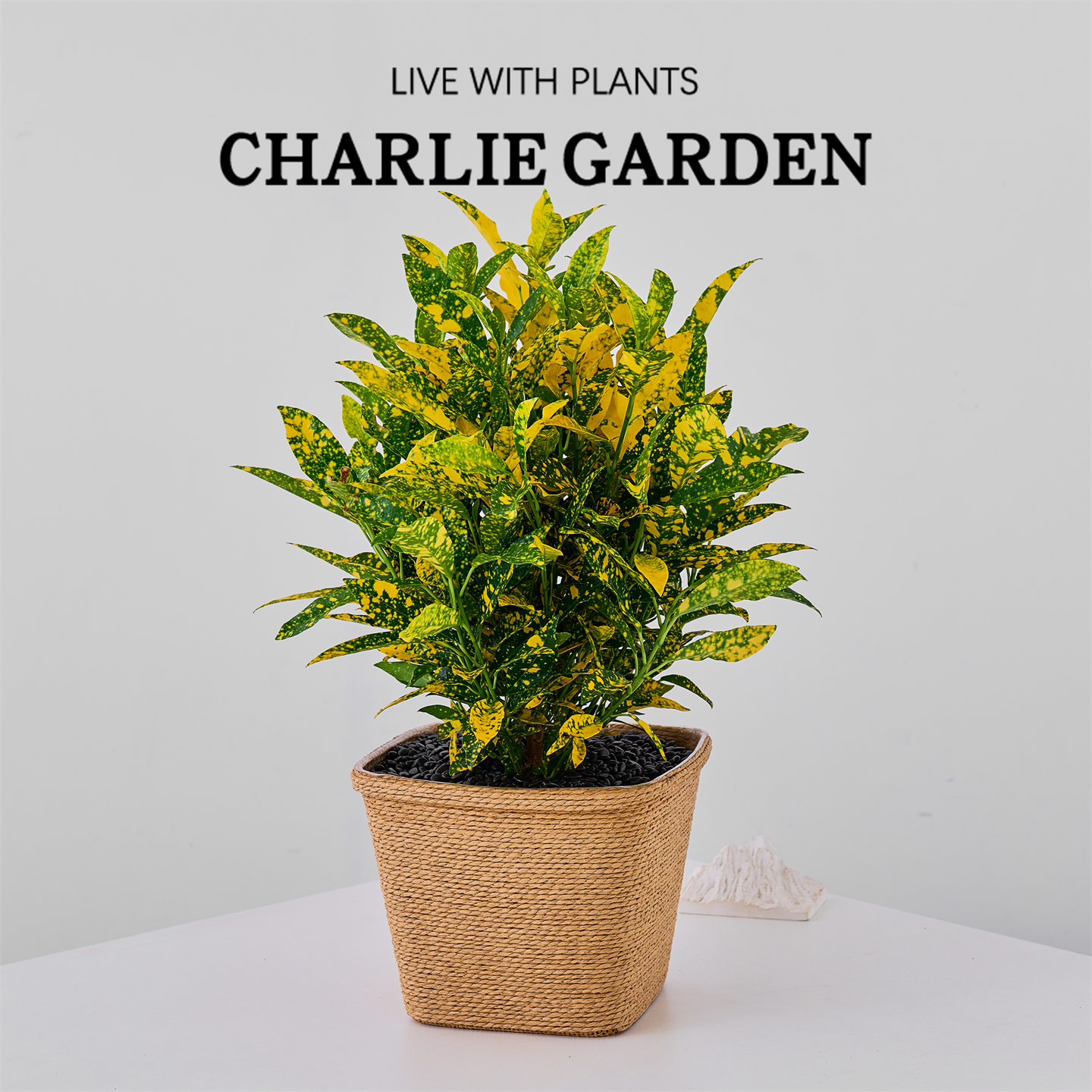 洒金榕盆栽室内绿植办公室内桌面