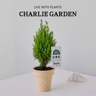 放青松香松盆栽室内净化空气四季 植物阳台庭院绿植易活送礼解压