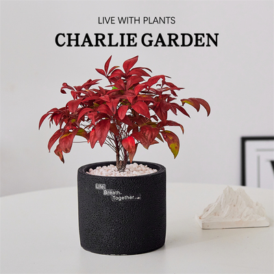 火焰南天竹办公室内情绪植物送礼