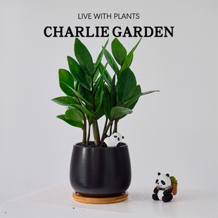 金钱树办公室内桌面绿植花卉盆栽工位绿植节日送礼放轻松解压好养