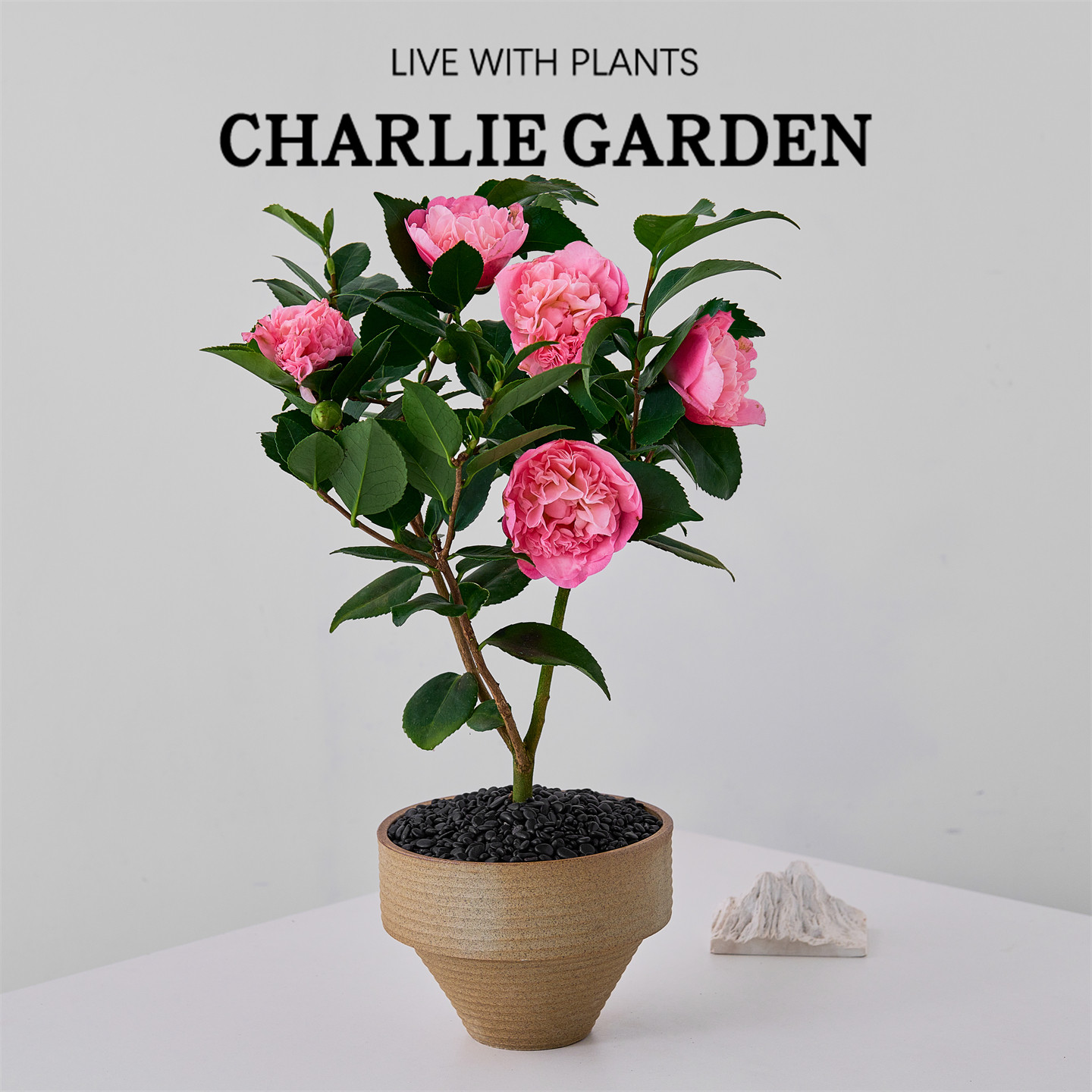 粉色香妃茶花盆栽室内净化空气四季植物阳台庭院开花绿植易活送礼,鲜花速递/花卉仿真/绿植园艺,绿植,淘宝优惠券,粉丝福利购,淘宝优惠卷