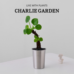 镜面草盆栽水培植物室内观叶绿植办公室内桌面盆景好养净化空气