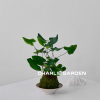 Heart leaf fern moss, heart leaf fern, indoor wall hanging, shade-tolerant small potted plant on the table, Valentine's Day gift thumbnail 4