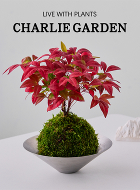 火焰南天竹苔藓红叶小盆栽室内桌面绿植易养护解压装饰植物伴手礼