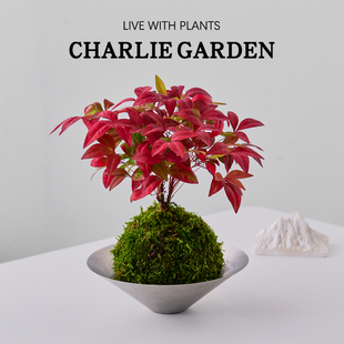 火焰南天竹苔藓红叶小盆栽室内桌面绿植易养护解压装饰植物伴手礼