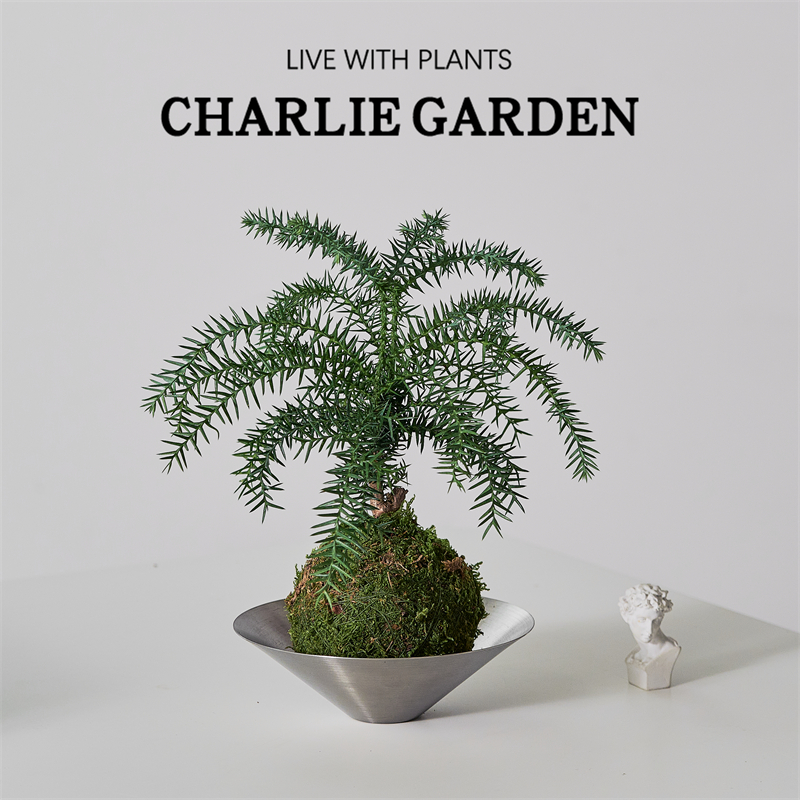 办公室送礼澳洲杉苔藓球清新空气