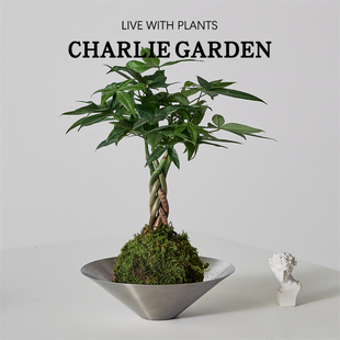 常青 五辫发财树盆栽苔藓球植物创意室内桌面好养活办公室绿植四季