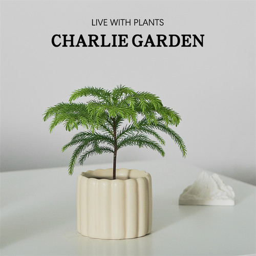 南洋杉盆栽办公室桌面摆件懒人绿植圣诞树耐阴好养北欧ins