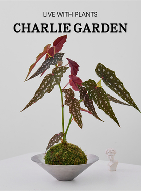 鳟鱼海棠苔藓球办公室内桌面绿植花卉盆栽风格软装节日送礼