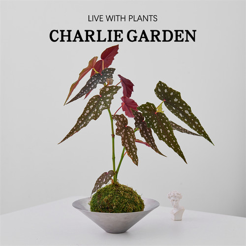 鳟鱼海棠苔藓球办公室内绿植