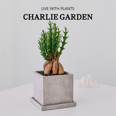 麒麟大戟盆栽室内绿植