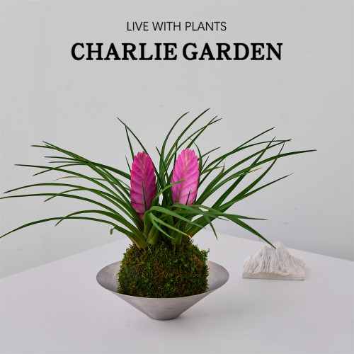 铁兰花盆栽室内净化空气绿植