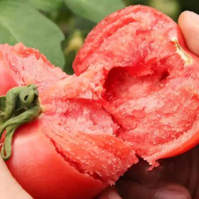 老沙瓤西红柿种子老品种番茄籽水果蔬菜薄皮肉厚高产大果口感超甜