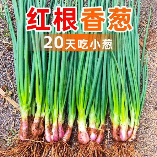 红根四季小香葱种子红葱头小香葱大葱种籽四季盆栽菜蔬菜抗病丰富