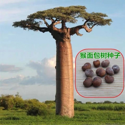 猴面包树种子猴面包果实