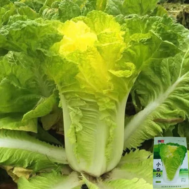 早熟黄心大白菜种籽北京小杂56春夏秋包心白菜种高产抗病蔬菜种子