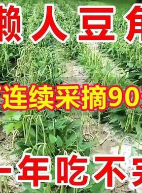 无架长豆角种子不搭架豇豆绿色蔬菜种子无筋农家新鲜正品懒人豆角