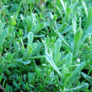 野生鼠曲草种子鼠麴草粑粑黄花艾清明菜佛耳草田艾棉菜水牛花野菜