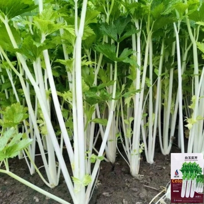 白杆芹菜种子实心香芹种籽耐寒耐热四季小青菜种籽春秋季蔬菜种孑