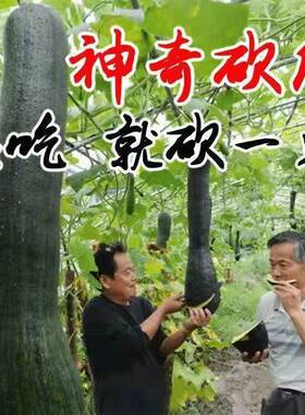 神奇砍瓜种子种籽四季种植特大农家秧巨型菜瓜爬藤藤曼蔬菜子种子