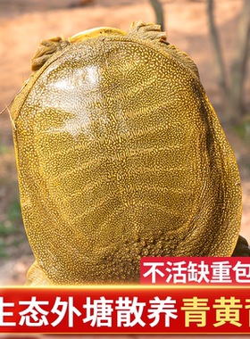 1-6斤大生态外塘甲鱼活体青黄背中华王八团鱼鲜活食用水鱼雌雄鳖