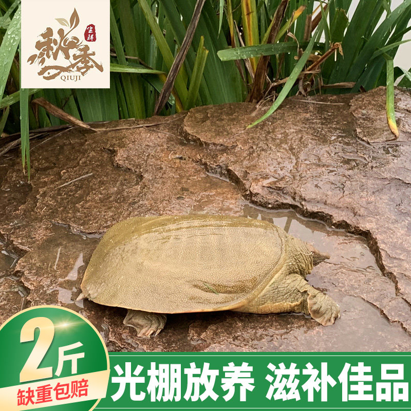 鲜活鳖秋季焖炒炖鲜活